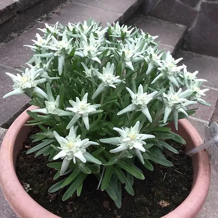 Alpine Blue Lägenhet