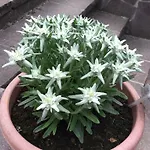 阿尔卑斯蓝色公寓 公寓