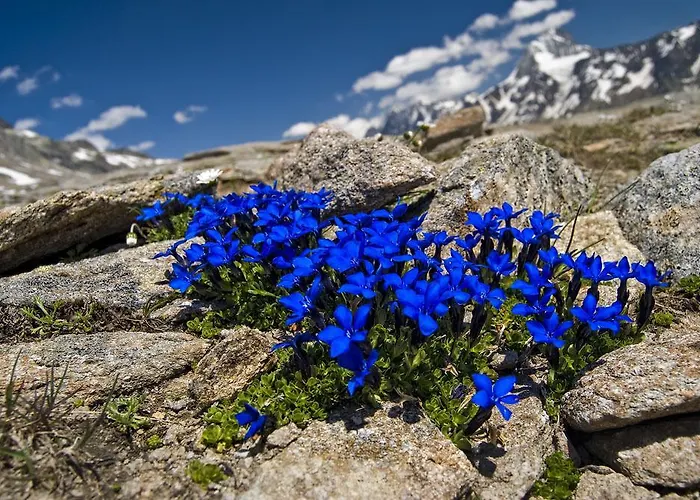 Alpine Blue *